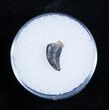 RARE Coelurus Tooth In Matrix - Dana Quarry #1685-1